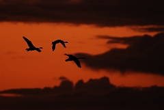 David Plant Photography - Wildlife Photographer - Whooper swan trio in flight at dusk - AG